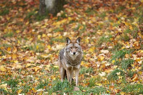 coyote stock  pictures royalty  images istock