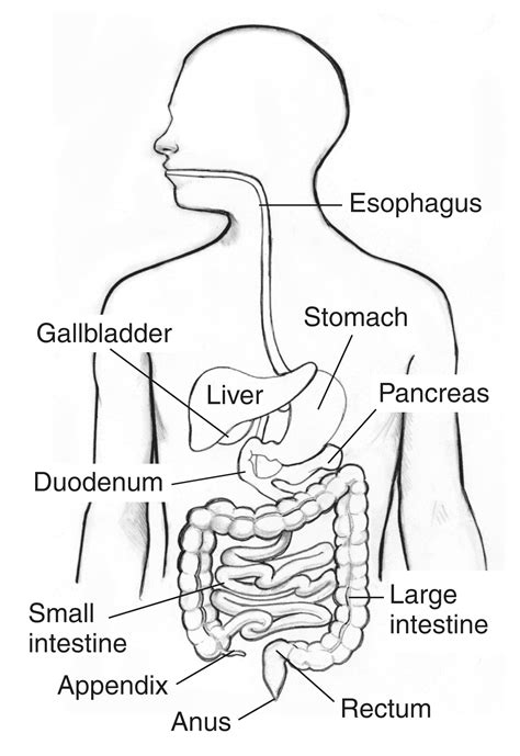human body   digestive system human body prin vrogueco