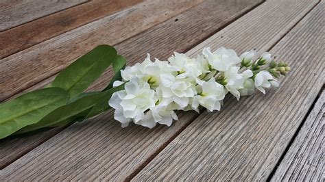 stock stem white dizacflowers