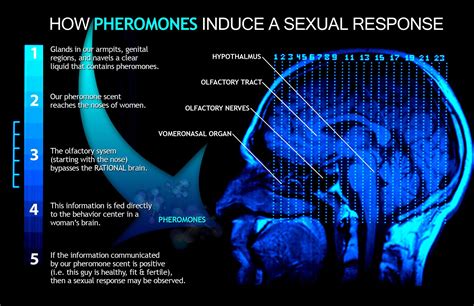 Female Pheromones Boost Attraction
