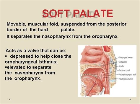 palate introduction palate roof   oral cavity