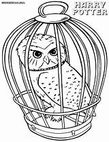 Potter Harry Coloring Pages Colorings Owl Print Harrypotter Cage sketch template