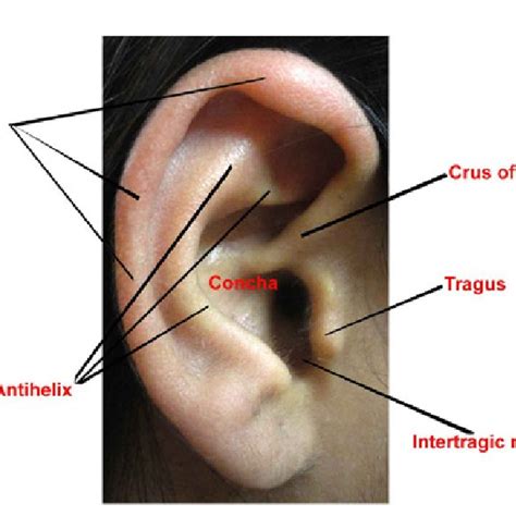 anatomical landmarks  human ear  scientific diagram