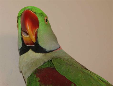 beak corrections beak trims  unusual pet vets