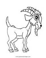 Steinbock Tiere Malvorlage Schafe Malvorlagen Misti Kategorien Gratismalvorlagen sketch template