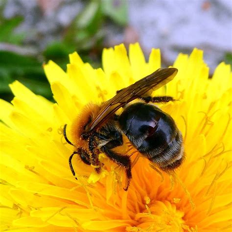 bloemetjes en bijtjes enzo rias weblog