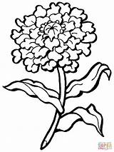 Cravo Carnation Flower sketch template
