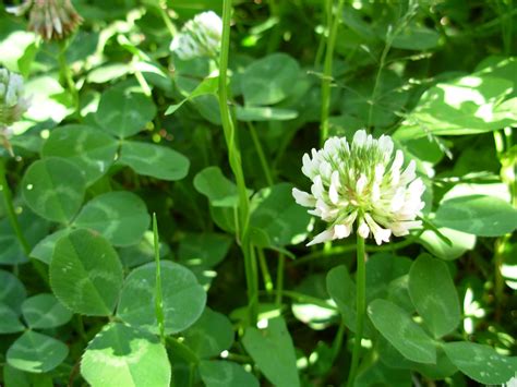 les plantes de torrelles trifolium repens