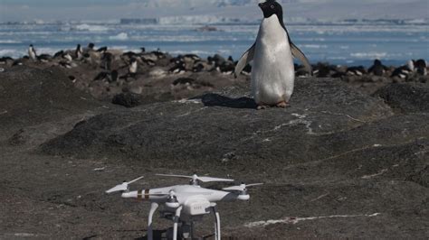 drone finds supercolony   penguins  antarctica  drive
