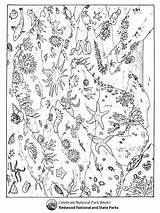 Coloring Challenge Spring Nps Living Redwood Things National sketch template