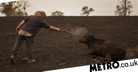 desperately heartbreaking moment farmer shoots his cow dead because of
