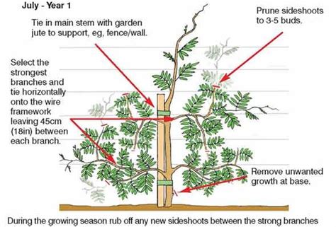 grow wistera thompson morgan wisteria plant wisteria tree
