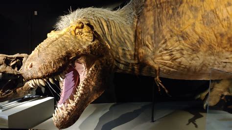 what did t rex look like a new exhibit has the ultimate predator in