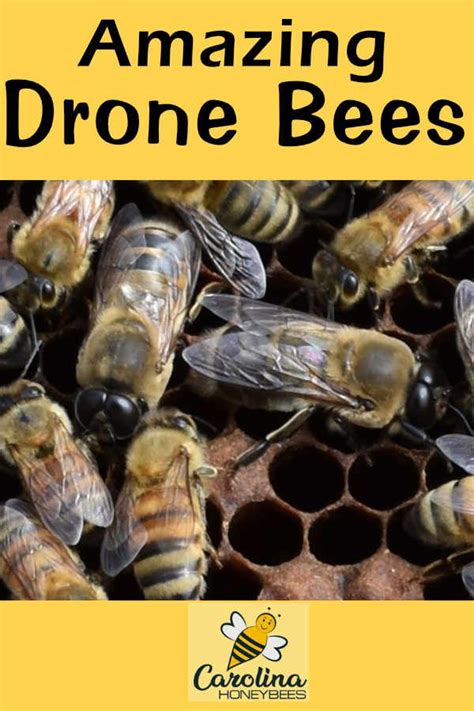 drone bee bad boys   hive carolina honeybees drone bee drone honey bee bee