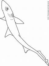 Dogfish Shark Coloring Pages sketch template