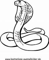 Klapperschlange Schlangen Ausmalen Cobra Ausmalbild Malvorlagen Ausdrucken sketch template