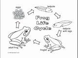 Coloring Cycle Frog Life Tadpole Pages Printable Getcolorings Getdrawings Print sketch template