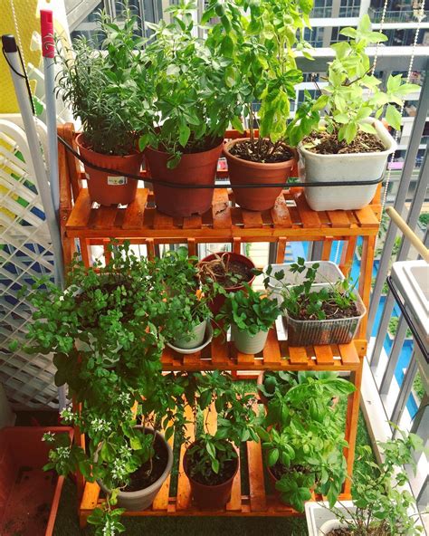 incredibly simple diy herbs garden ideas  kitchen