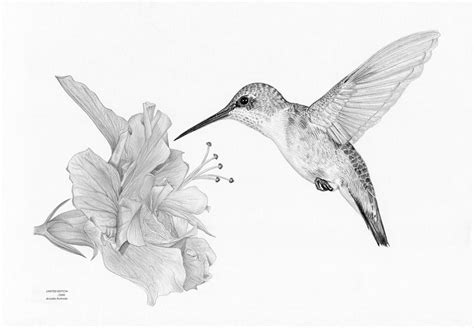 Hummingbird And Hibiscus Flower Limited Edition Art Drawing Etsy