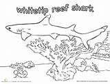 Shark Coloring Reef sketch template