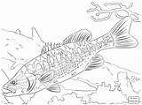 Coloring Bass Fish Pages Guadalupe Fishing Freshwater Largemouth Walleye Spotted Trout Striped Drawing Printable Basses Kids Brook Arapaima Big Colouring sketch template