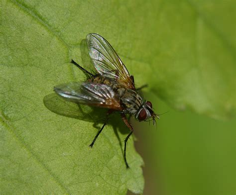 fly bugguidenet