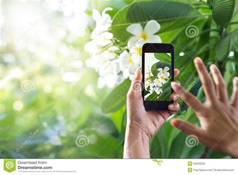 taking pictures white flower with mobile smart phone in