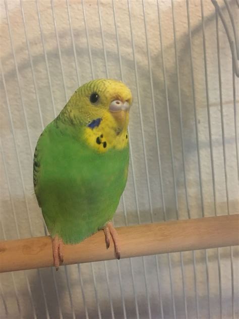 Please Help Me Sex My Budgie He She Is 4 Months Old Today