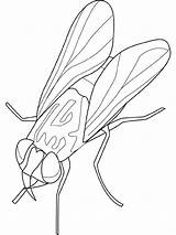 Insecten Kleurplaat Vlieg sketch template