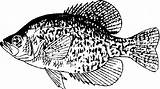 Crappie Coloring Pike Northern Clipart Clip Fish Cliparts Pages Finned Ray Drawings Library 03kb 470px Clipground sketch template
