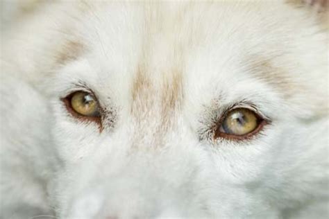 new dna test finds answers to why siberian huskies have blue eyes top