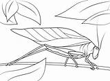 Katydid Saltamontes Cavalletta Mantis Stain Body Arthropods Imprimir Insect sketch template