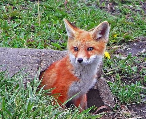 12 Photos Of Wildlife In Illinois That Will Make Your Jaw Drop