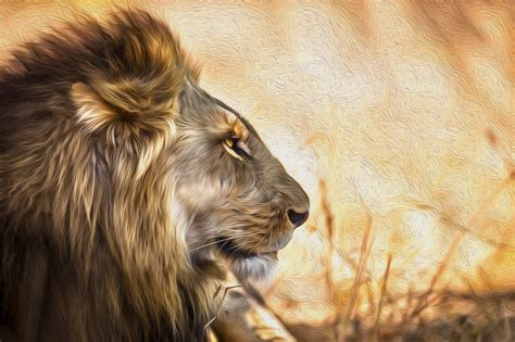 lion animals artist artwork digital art hd coolwallpapersme