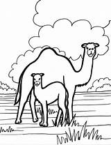 Camel Coloring Pages Kids Animals Color Printable Animal Print Books sketch template