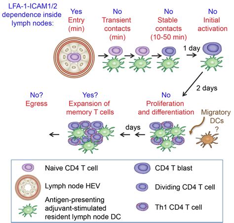 the role of dc icam 1 in immune synapses in vivo ronen alon s laboratory