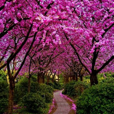 blossom trees ideas  pinterest cherry blossom tree cherry blossoms  pink