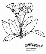 Primula Neige Perce Designlooter Primrose sketch template