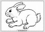 Colorear Conejo Conejos Fichas Rincondibujos sketch template