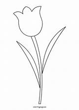 Templates Tulips Coloringpage sketch template