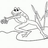 Broasca Colorat Desene Planse Amfibieni Balta Desenat Educative Trafic Broaste Cuvinte Cheie sketch template
