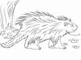 Porcupine Supercoloring sketch template
