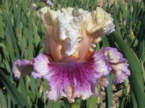 dual function sutton iris