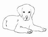 Cani Dessin Facile Retriever Coloriage Cagnolino Colorir Puppy Cartoni sketch template
