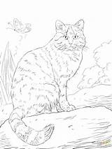 Coloring Pages Wild Cat Kentucky Wildcats Wildcat Getcolorings Getdrawings Colorings sketch template