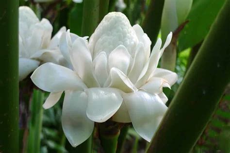 etlingera elatior la rose de porcelaine tahiti heritage