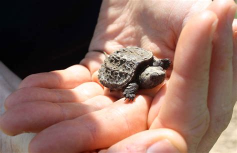 Free Picture Little Snapping Turtle Hands Chelydra Serpentina