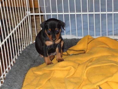miniature pinscher puppies for sale for sale adoption from huntsville