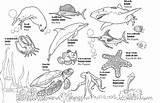 Aquarium Educational sketch template