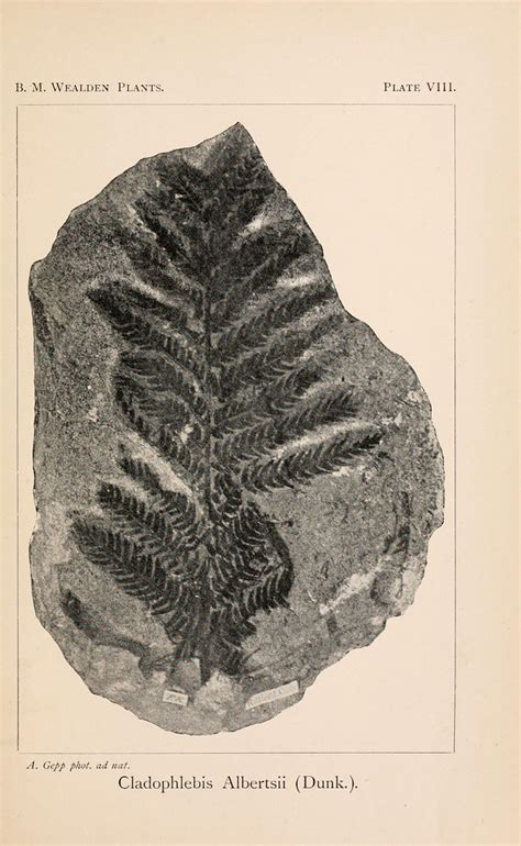 nw catalogue   mesozoic plants   departm flickr